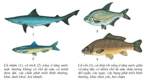  Cá Xiphosura: Là Loài Cá Cổ Kiến Khác Biệt Vừa Sống Thủy Tính Vừa Có Năng Lực Phát Hiện Con Mồi Trong Bóng Đêm?