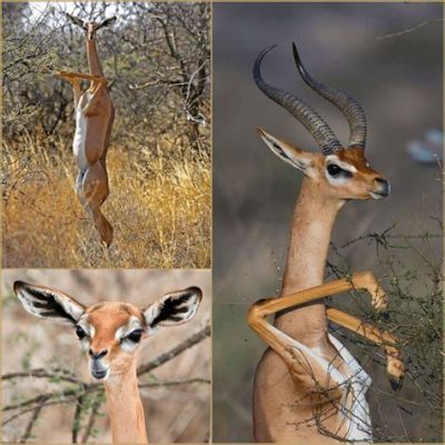  Gerenuk -  Một loài hươu cao cổ có khả năng đứng thẳng trên hai chân sau để với tới lá cây!