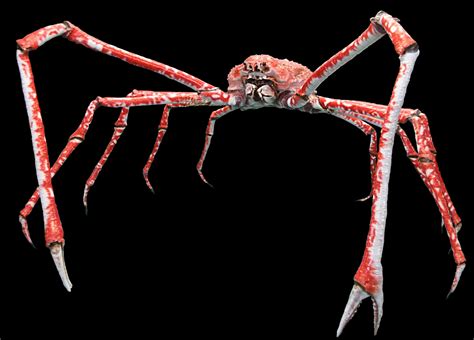  Japanese Spider Crab:  A Walking Wonder With Claws That Rival Mythological Beasts!