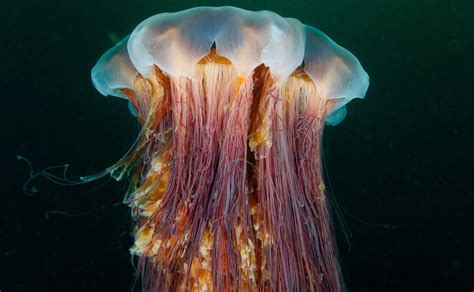  Lions Mane Jellyfish: A Glowing Gelatinous Blob Pulsating Through the Deep!