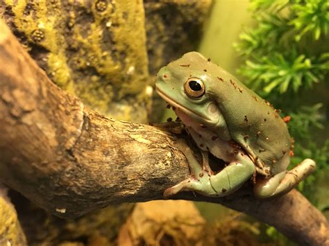  Litoria! The Small, Agile Frogs That Pack a Punch When It Comes To Colorful Skin Patterns