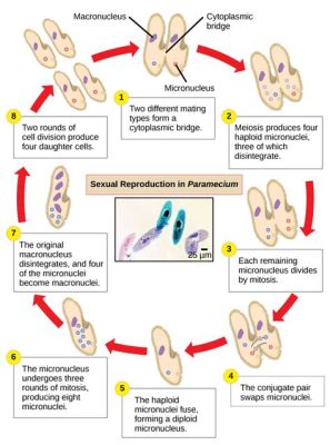  Mitosis-Inducing Macronucleus: An Extraordinary Journey into the World of Paramecia!