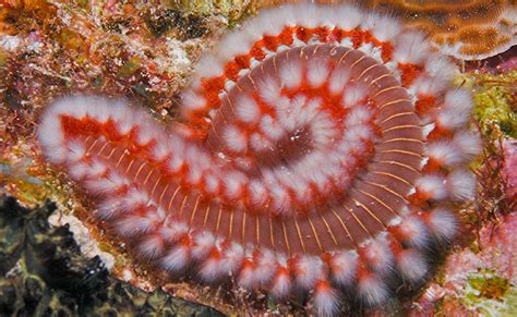  Oceanethes!  A Fascinating Worm With Striking Color Patterns Hiding Amongst Marine Debris