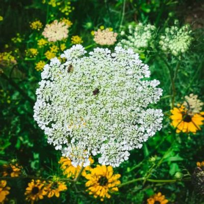  Quantitative Secrets: Unveiling the Remarkable Lifestyle of the Queen Anne’s Lace Worm!