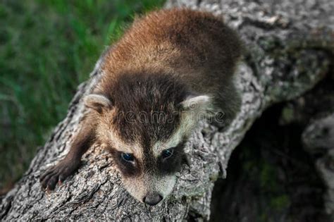  Raccoon Shrimp: A Tiny Creature That Crawls Like A Furry Bandit!