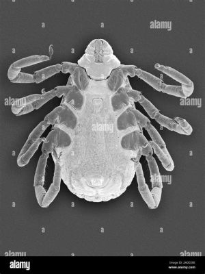  Rhipicephalus Sanguineus: A Tiny Tick That Can Cause Big Trouble!