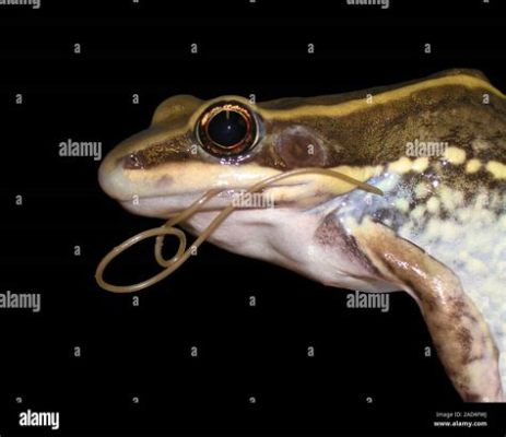  Ribeiroia ondatrae: A Parasitic Fluke That Turns Tadpoles into Suicide Zombies!