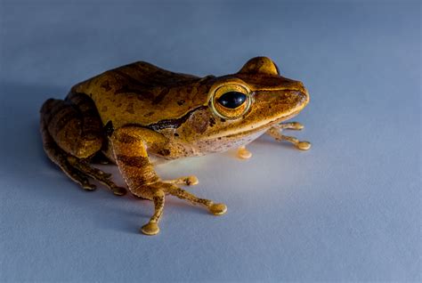  Trtailed Toad: A Tiny Amphibian With a Big Appetite That Hops Through Life Like a Miniature Jumping Bean!