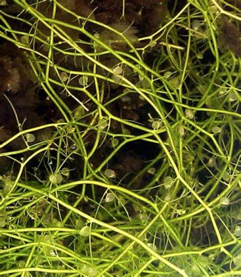  Utricularia: A Tiny Carnivorous Wonder Hiding Among the Aquatic Plants!