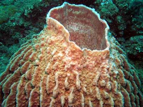  Xestospongia! The Sponge That Thrives in Tropical Paradise