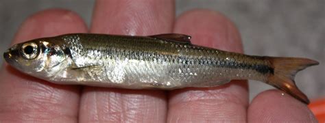  Yamagutichlamydia - A Tiny Terror Causing Big Trouble for Fish!