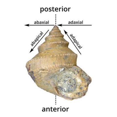   Zebina! A Remarkable Gastropoda Known For Its Exquisite Shell Patterns And Fascinating Underwater Acrobatics?