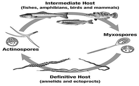  Atriocephaloides! A Tiny Parasite With an Enormous Impact on Fish Populations