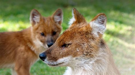  Dhole! Biết Bao Nhanh Nhẹn VÀ Mạnh Mẽ, Con Thú Này Sở Hữu Bầy Đàn Quá Đáng Khen Ngợi