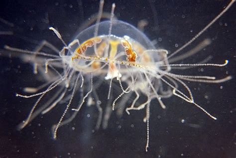  Gonionemus:  A Tiny Jellyfish With Tentacles That Pack A Punch Like Miniature Boxing Gloves!