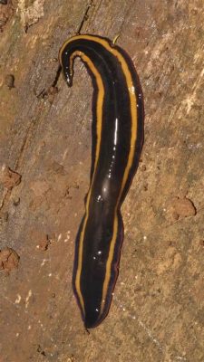  Jaeger Flatworm:  A Tiny Creature That Thrives In The Most Unusual Environments With Incredible Regeneration Abilities!