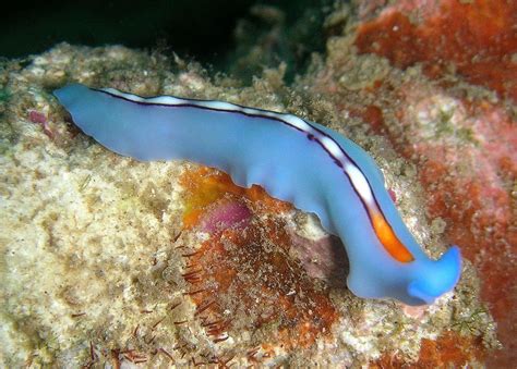  Jenningsina! Unraveling the Mysteries of This Tiny Free-Living Flatworm