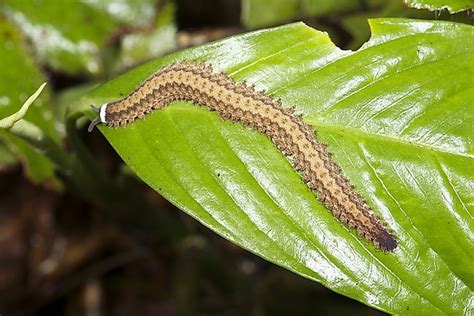  Lophoprocta! Unveiling the Secrets of These Exquisite Velvet Worms Hiding Amongst Leafy Litter