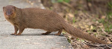  Mangoose! A Tiny Mammal Known for its Courageous Spirit and Fascinating Hunting Techniques