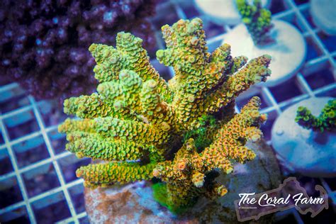  Millepora: Loài San Hô Mềm Có Thể Đốt Bạn Bằng Ng毒