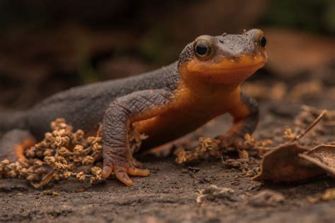  Newt! Discover the Enigmatic Amphibian That Perfectly Blends Aquatic Grace with Terrestrial Agility!