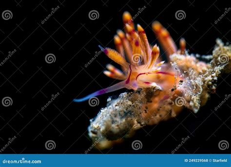  Nudibranch: The Colorful Seaslug That Walks on Water!