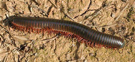  Polydesmus:  The Master of Decomposition With a Thousand Tiny Legs!