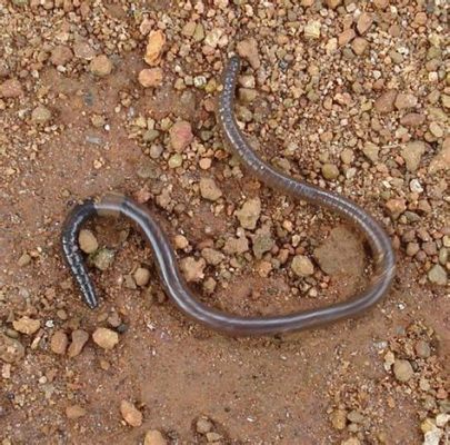  Quasigregarina! A Tiny Terror Lurking in the Gut of Earthworms?