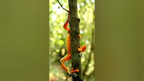  Queensland Stinger: Unmasking the Deadly Beauty Beneath its Thorns! 