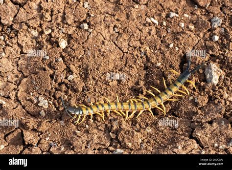  Scolopendra:  A Millipede That Crawls Like a Centipede But Packs a Venomous Punch!