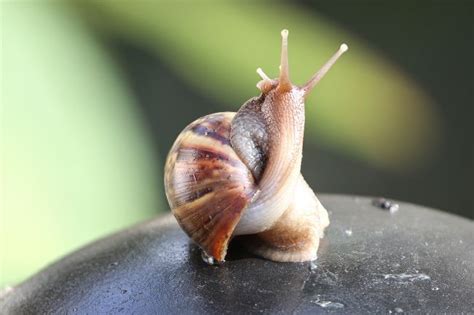  Umbo Snail: A Remarkable Mollusk That Digests Its Own Shell!