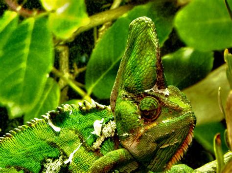  Veiled Chameleon - Khám Phá Con Bọ Móc Cơm Xanh Có Ánh Mắt Lấp Lánh Và Thân Hình Tốn Hơi Năng Lượng