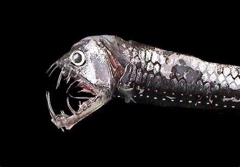  Viperfish! This Fierce Predator Lurks in the Abyssal Depths Where Sunlight Never Reaches