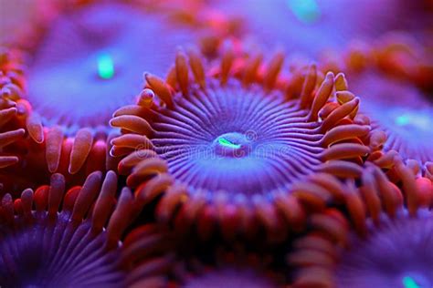  Zoanthids: Những Polyp Sặc Sỡ, Tự Do Bơi Lượn Trong Biển Xanh!