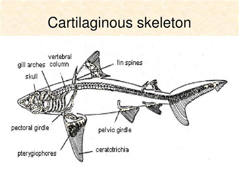  Zooplankton là gì mà lại sở hữu bộ khung xương sụn đầy độc đáo?!